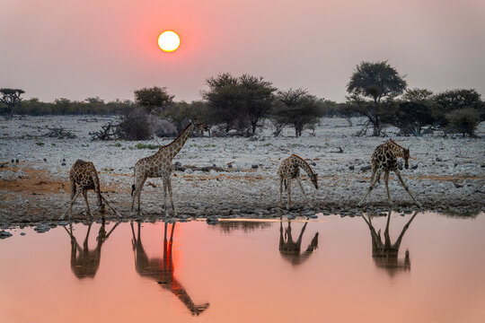 Giraffes at Okaukuejo waterhole in Etosha National Park at sunset, water reflections, wildlife safari and game drive in Namibia, Africa