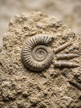Fossil Ammonite Shell and Belemnite Rostrum in Sedimentary Rock Matrix