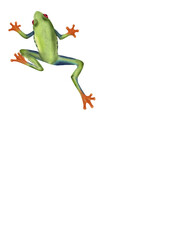 Fototapeta premium Green frog watercolor illustration isolated botanical nature element