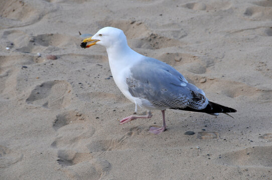 M&ouml;we am Strand von Peel