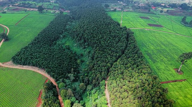 Aerial view of lush green tea plantations and dense forest patches in the rolling landscape of Limuru, Kiambu County, Kenya.
