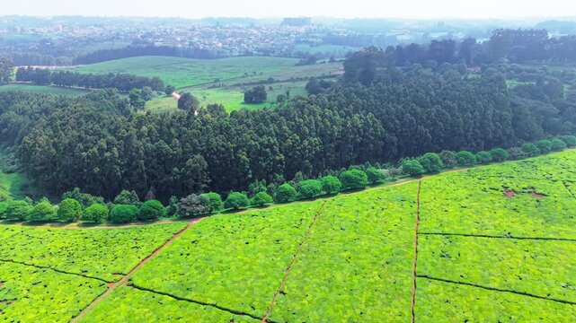 Aerial view of lush green tea plantations with rows of tea bushes and a line of trees in Limuru, Kiambu County, Kenya.