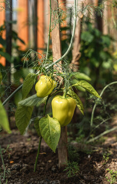 Green bell peppers growing in a vegetable garden