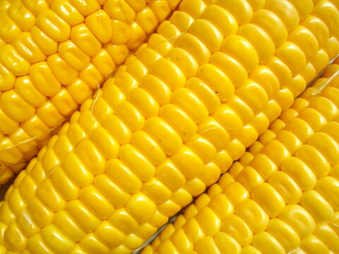 yellow corn background