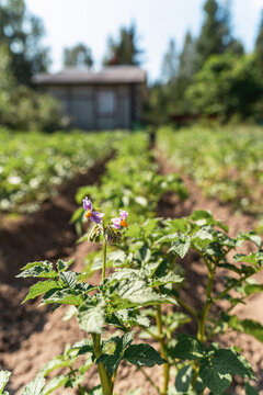 Potato plant showcasing delicate purple blossoms and green leaves in an agricultural field. Concept of growth, farming, and harvest