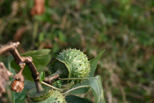 Datura plant fruits. It is species of highly&nbsp;poisonous,&nbsp;vespertine-flowering plants. Its common names thornapples, jimsonweeds, devil's trumpets, moonflower,&nbsp;devil's weed and stramonium.
