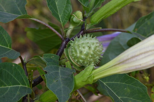 Datura plant fruits. It is species of highly&nbsp;poisonous,&nbsp;vespertine-flowering plants. Its common names thornapples, jimsonweeds, devil's trumpets, moonflower,&nbsp;devil's weed and stramonium.
