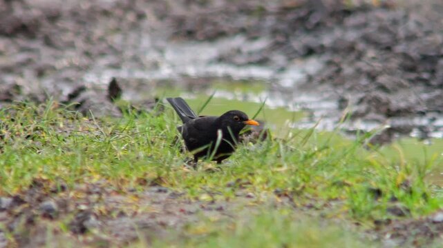 European Blackbird Male Foraging on a Sunny Winter Field Track in Germany, Searching for Food in Morning Light, 4K Wildlife