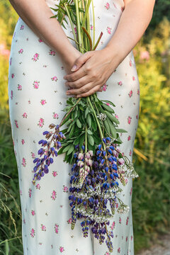 Close-up of woman's hands holding freshly picked meadow bouquet of purple lupines, against backdrop of summer dress with floral print. Natural seasonal beauty and rustic lifestyle
