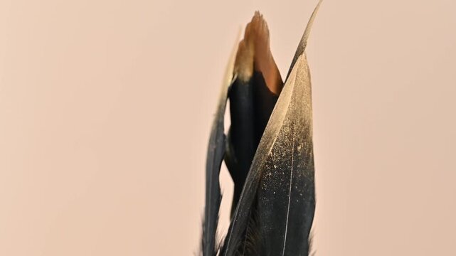 video of black and gold feathers
