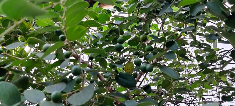 Close-up of green jujube fruits (Ziziphus mauritiana) growing on branches with lush green leaves and sharp thorns