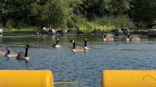 Flock of Canada geese swimming across river water and actively bobbing their heads in agitated display