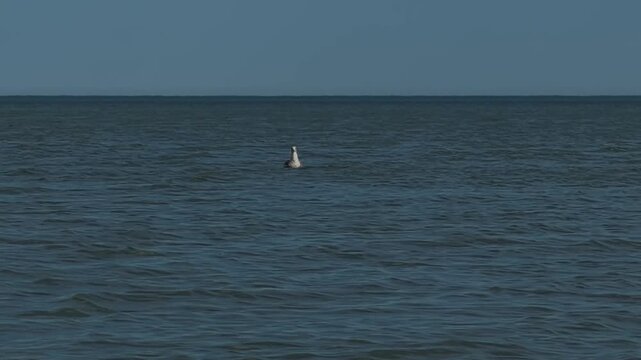 Wild seagull touching down on sea surface with spread wings and folding plumage on water.