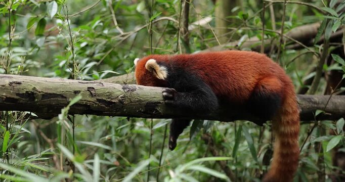 One red panda in the forest
