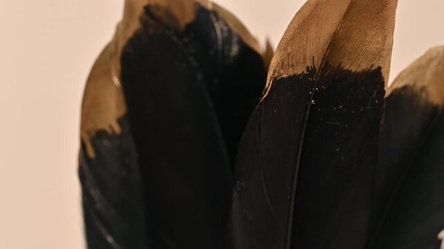 video of black and gold feathers