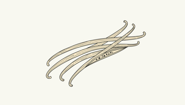 Vintage hand drawn color sketch illustration of aromatic organic vanilla beans pods piled up on a light background.