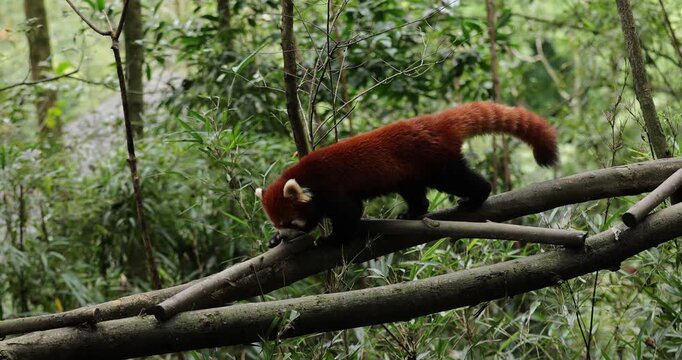 One red panda in the forest
