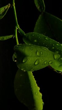 Raindrops falling on green leaves close up 2160p 24fps