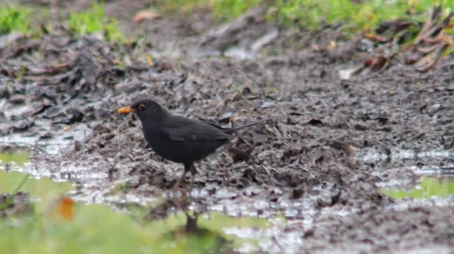 European Blackbird Male Foraging on a Sunny Winter Field Track in Germany, Searching for Food in Morning Light, 4K Wildlife