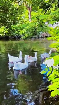 White Ducks Swimming in Forest Stream Pond Peaceful Nature Wildlife Video