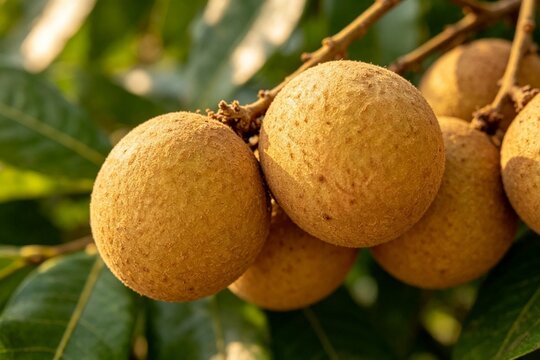 Ripe longan fruits cluster hanging on tree branch, close‑up