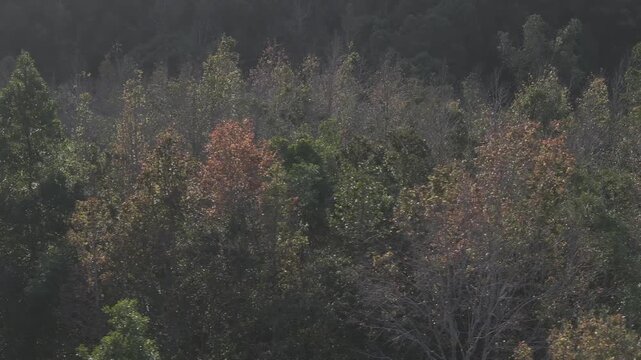 Aerial drone view of Phong Huong Forest beside Rao Quan Lake in Huong Phung, Quang Tri, Vietnam, with colorful foliage turning yellow under warm sunlight.