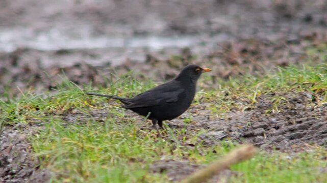 European Blackbird Male Foraging on a Sunny Winter Field Track in Germany, Searching for Food in Morning Light, 4K Wildlife