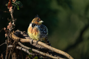 A beautifully lit Crested Barbet perched calmly on a natural branch, surrounded by a soft, lush green background.