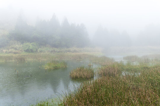 Foggy misty wetland pond and trees in taiwan