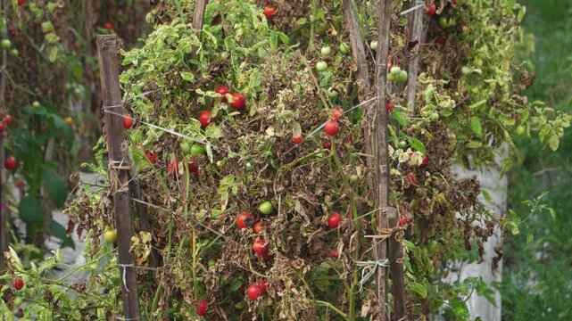 Handheld close up of Solanum lycopersicum tomato plants with dried brown leaves and red fruits during extreme El Nino drought on a Southeast Asian farm, showing climate change impact.