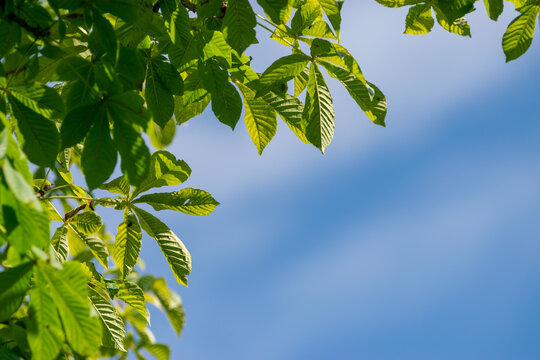Sunlit Horse Chestnut Leaves Framing a Blue Sky