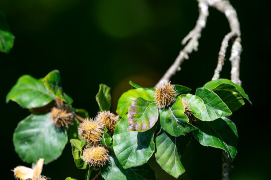 Ripe Beech Nut Husks Growing on a Sunlit Branch