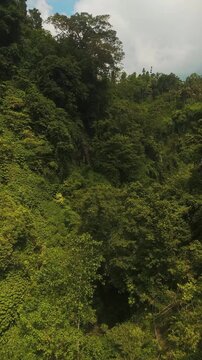Aerial view of the lush tropical jungle surrounding Sekumpul Waterfall in Kecamatan Sawan, Bali, Indonesia.