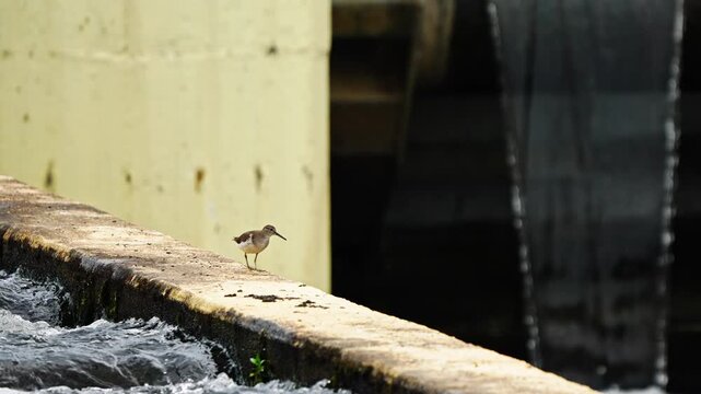 Common Sandpiper Walking Quickly and Flying Downwards in Slow Motion 4K