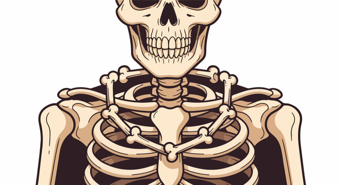 Illustrated human skeleton with smiling skull