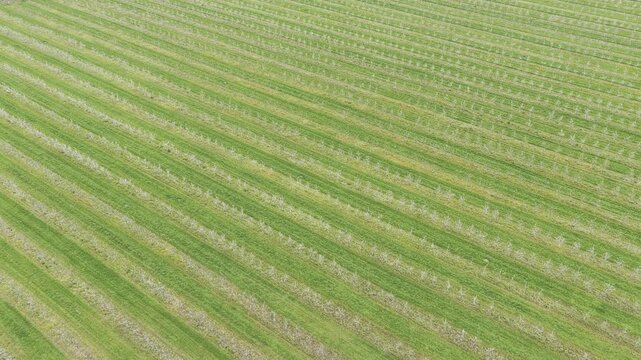 Aerial view of a large agricultural field with neatly planted rows of young trees stretching across the landscape in Ziezmariai, Kaunas County, Lithuania.
