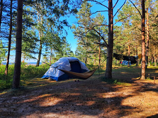 Tourist campsite in a pine forest near the Baltic Sea coast in Estonia with a tent, hammock, and drying clothes. © Irina