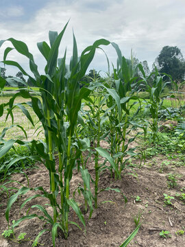 field of corn