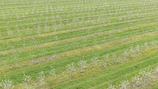 Aerial view of rows of fruit trees in a lush green orchard Ziezmariai, Kaunas County, Lithuania.