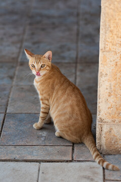 Ginger cat sitting on tiled floor with tongue out in outdoor setting