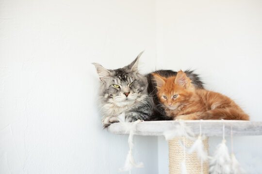Maine Coon cat and orange kitten resting on a scratching post indoors