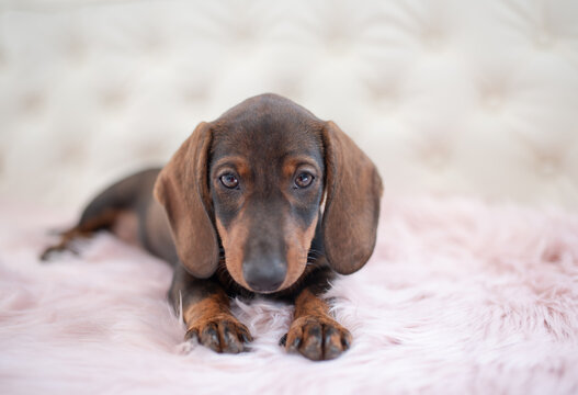 Brown dachshund puppy lying on soft pink fur blanket indoors