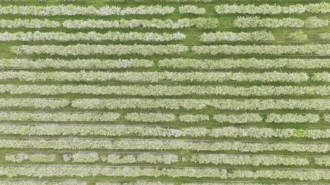Aerial view of rows of blooming fruit trees in an orchard in Ziezmariai, Kaunas County, Lithuania.