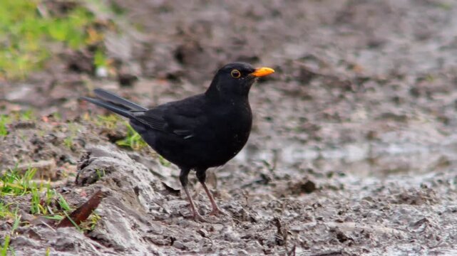 European Blackbird Male Foraging on a Sunny Winter Field Track in Germany, Searching for Food in Morning Light, 4K Wildlife