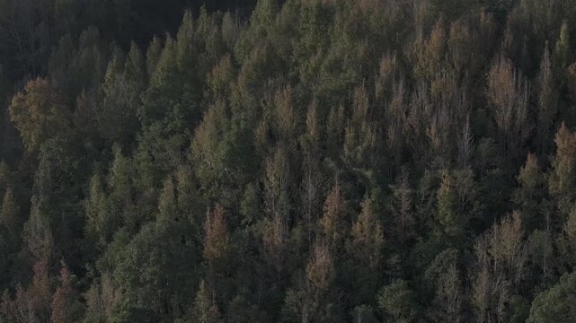 Aerial drone view of Phong Huong Forest beside Rao Quan Lake in Huong Phung, Quang Tri, Vietnam, with colorful foliage turning yellow under warm sunlight.