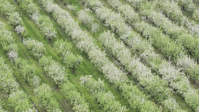 Aerial view of blooming orchard trees planted in neat rows across the countryside in Ziezmariai, Kaunas County, Lithuania.