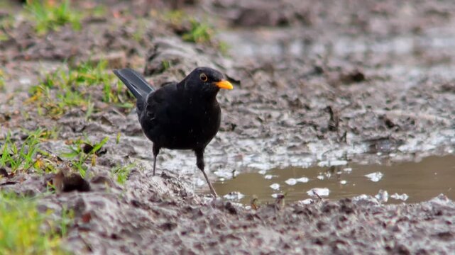 European Blackbird Male Foraging on a Sunny Winter Field Track in Germany, Searching for Food in Morning Light, 4K Wildlife