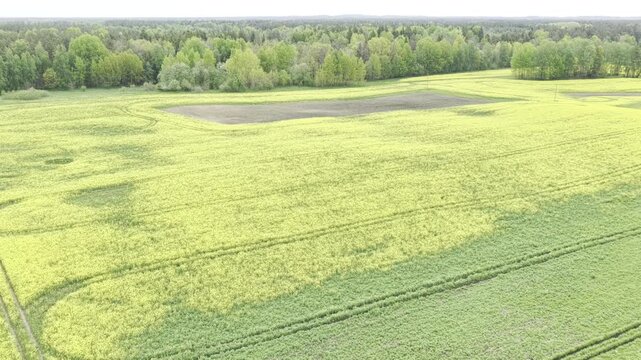 Aerial view of vibrant yellow rapeseed fields with green patches and surrounding forest in Ziezmariai, Kaunas County, Lithuania.