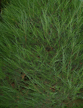 green grass with rain drops