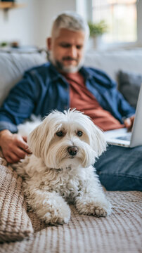 Middle-aged man gently pets his Maltese dog while using a laptop, cozy living room setting with soft furnishings and natural light
